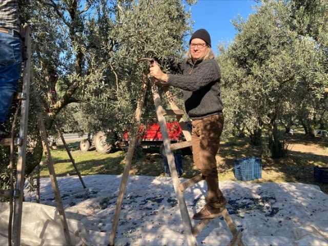 A man in a black knit hat and sweater stands on a wooden ladder harvesting olives from a tree in a grove, with nets on the ground and crates nearby under a bright blue sky.