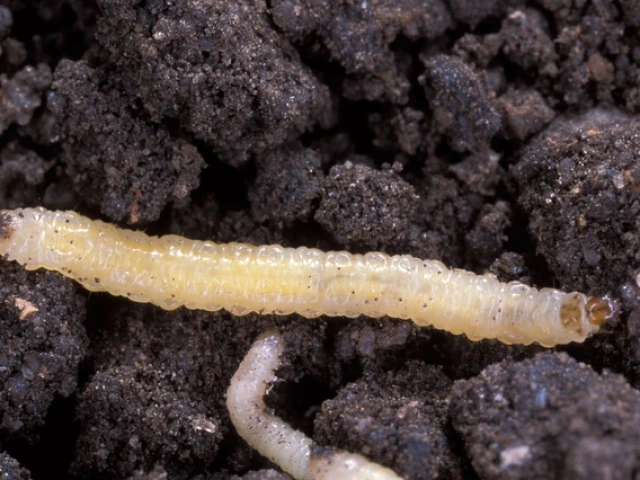 Western corn rootworm