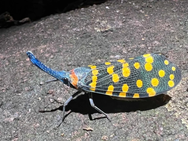 Sporting a striking color pattern of yellow dots on its grey wings and a long, blue, "nose"-like head appendate, a lanternfly is pictured sitting on tree bark 