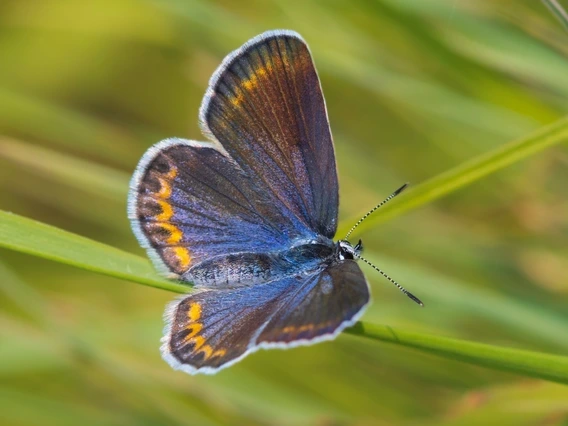 Karner blue butterfly