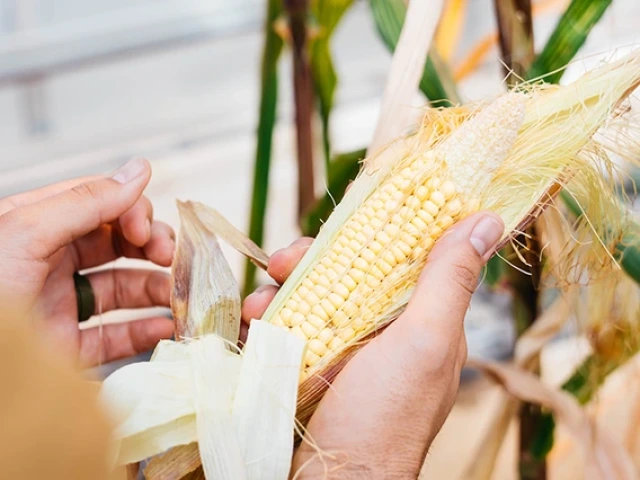 Hands hold an ear of corn