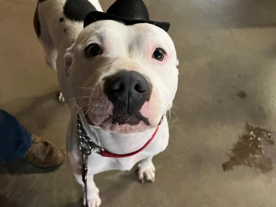 A white dog with black spots stares up and the camera while wearing a small black cowboy hat. There is part of a boot in the picture.