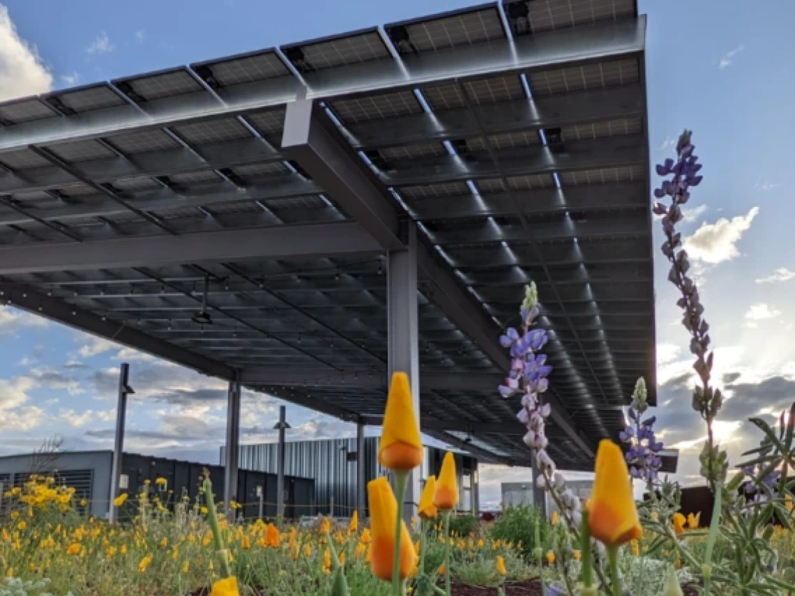 a solar panel array standing above a plot of flowers