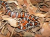 Arizona Mountain Kingsnake